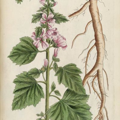 Marshmallow Root Botanical