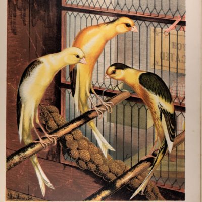 19th century painting of canaries